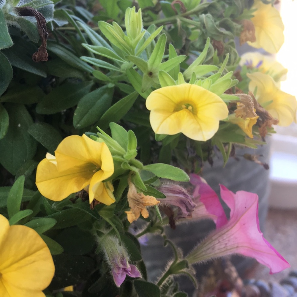 Meet your Posher, Barbara